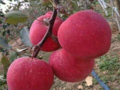 苹果苗_蛇果苹果苗_晨阳苹果苗_奥查金苹果苗_北红苹果苗_规格齐全_欢迎选购