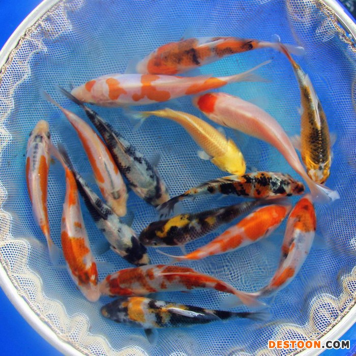 【蓬展】台州 蓬展锦鲤 锦鲤鱼苗 锦鲤厂家 锦鲤批发 厂家直销