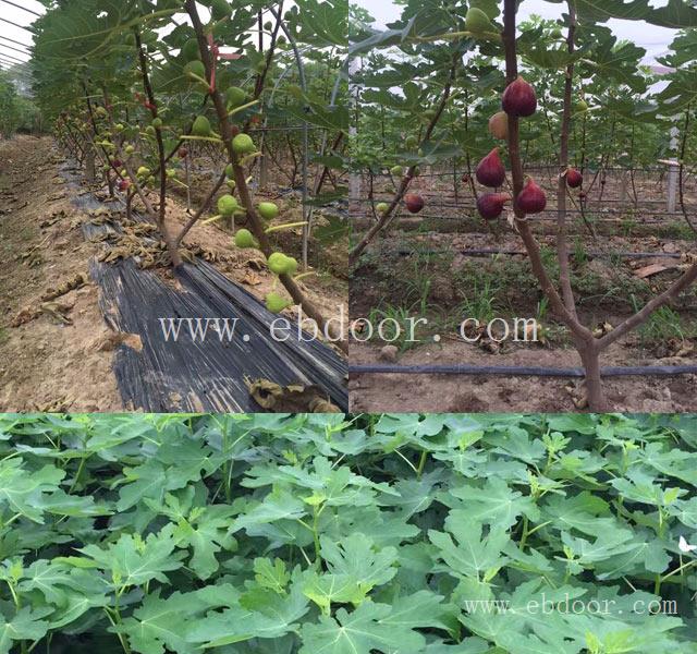 无花果苗批发基地-福建无花果苗-小叶无花果成活率高