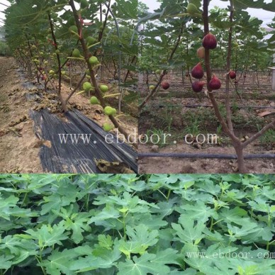 无花果苗批发基地-福建无花果苗-小叶无花果成活率高