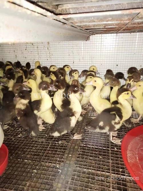 番鸭苗批发市场-妙林农业(在线咨询)-云南番鸭苗