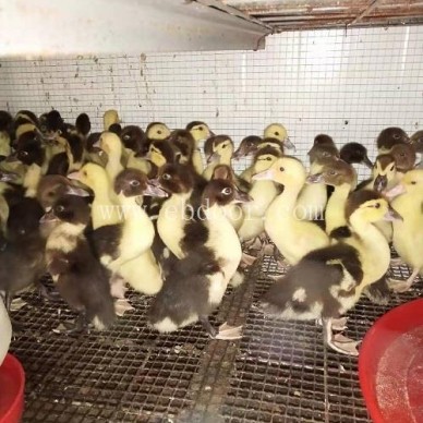 番鸭苗批发市场-妙林农业(在线咨询)-云南番鸭苗