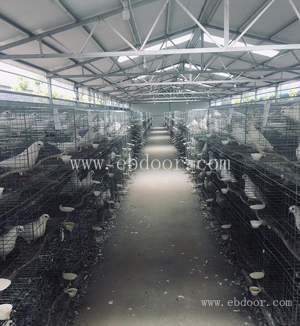 白羽王肉鸽种鸽价钱-肉鸽种鸽价钱-天明免费上门指导技术