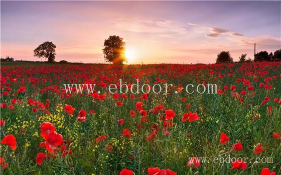 组合花种-二月蓝花种-组合花种哪里买