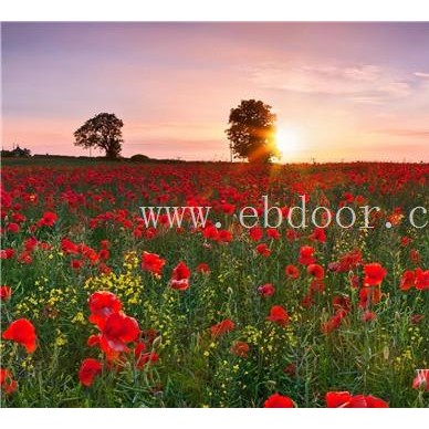 组合花种-二月蓝花种-组合花种哪里买