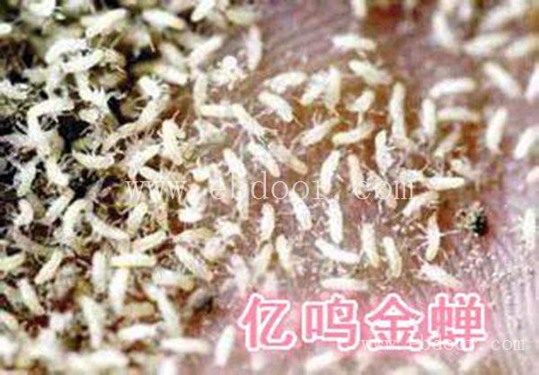 大棚金蝉的养殖哪家好-山东大棚金蝉的养殖-亿鸣金蝉服务好