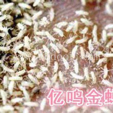 大棚金蝉的养殖哪家好-山东大棚金蝉的养殖-亿鸣金蝉服务好