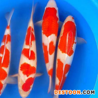 【蓬展】台州蓬展锦鲤  锦鲤鱼苗 台州 锦鲤厂家    锦鲤批发  红白批发 质优价廉  台州锦鲤