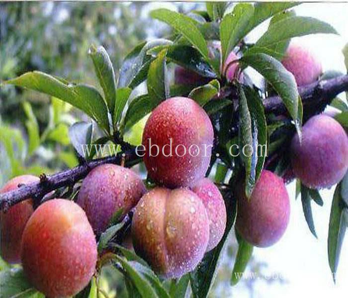 南阳味帝李子苗基地-南阳味帝李子苗-亿然苗木易种植品类多