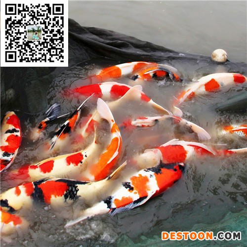 供应台州蓬展001锦鲤  锦鲤批发 台州锦鲤厂家 浙江锦鲤