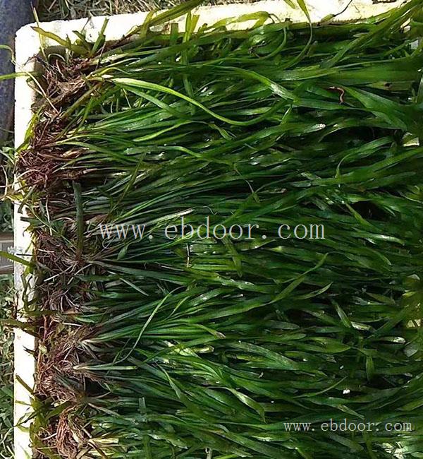 常绿耐寒苦草种植-众禾水生植物(在线咨询)-西安常绿耐寒苦草