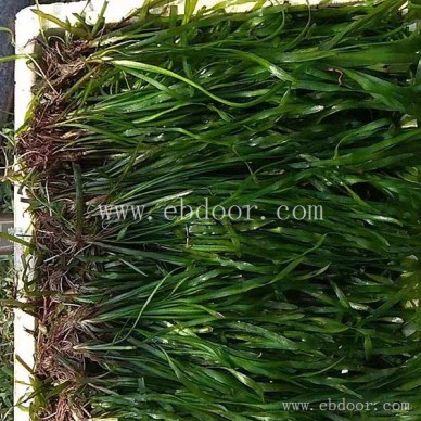 常绿耐寒苦草种植-众禾水生植物(在线咨询)-西安常绿耐寒苦草