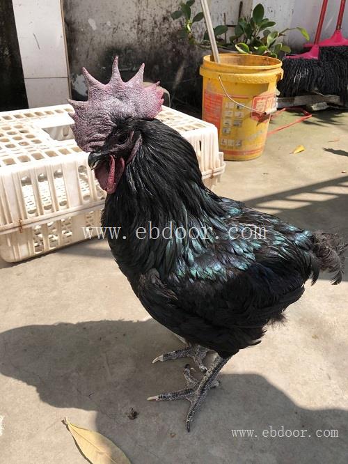 蒙自绿壳蛋鸡苗厂家-九龙山珍禽(在线咨询)-蒙自绿壳蛋鸡苗