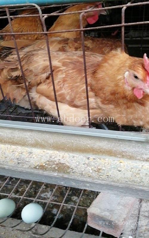 开远绿壳蛋鸡苗多少钱一只-开远绿壳蛋鸡苗-九龙山珍禽(查看)