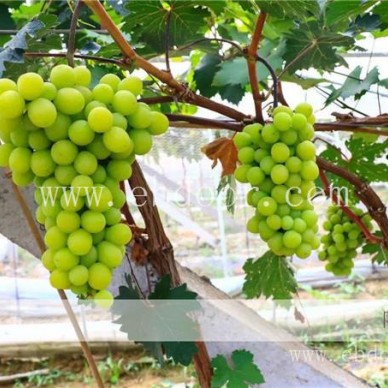 蓝宝石葡萄苗售价价格如何计算？