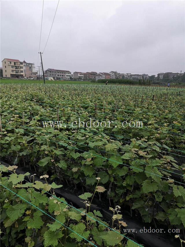 美人指葡萄苗出售-善田苗木(在线咨询)-美人指葡萄苗