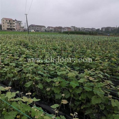 金华早夏无核葡萄苗-善田苗木专业培育基地