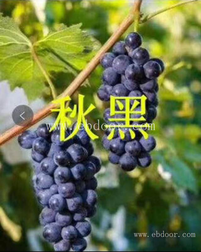 早霞玫瑰葡萄苗哪里买-葡萄苗哪里买-葡萄苗批发选善田苗木