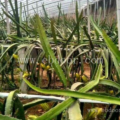 四川火龙果苗价格推荐基地