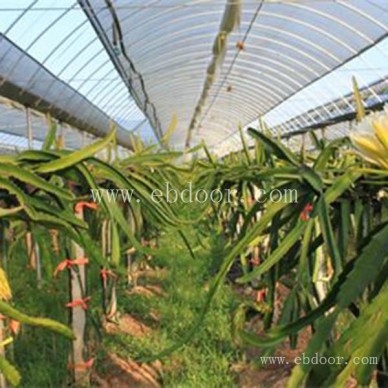 精品火龙果苗价格-精品火龙果苗-金田源声名远扬