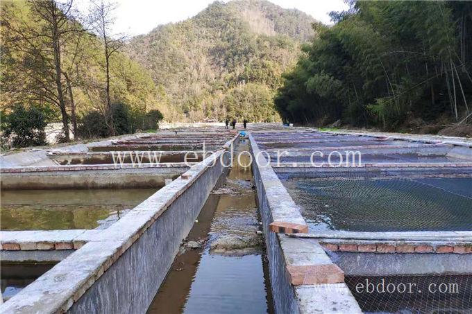 光唇鱼苗-鼎鸿生态农业诚信经营-光唇鱼苗去哪买