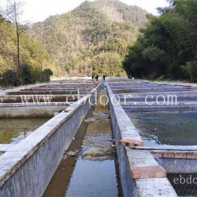 光唇鱼苗-鼎鸿生态农业诚信经营-光唇鱼苗去哪买