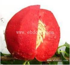 天门桃树苗-果树苗木供应-各种桃树苗价格