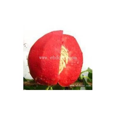 天门桃树苗-果树苗木供应-各种桃树苗价格