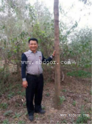 竹柳苗木-竹柳苗-峻峰竹柳苗(查看)