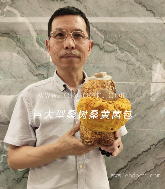 长程天麻桑黄种植基地(图)-桑黄种植项目-桑黄种植