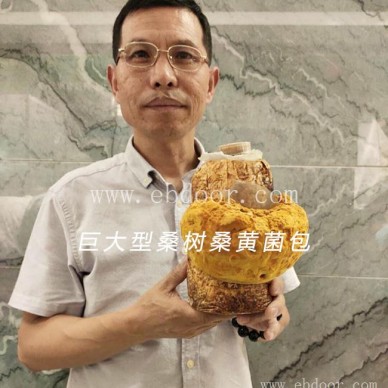 长程天麻桑黄种植基地(图)-桑黄种植项目-桑黄种植