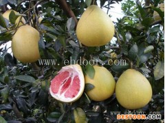 红心蜜柚生产果园-满园香-广西红心蜜柚