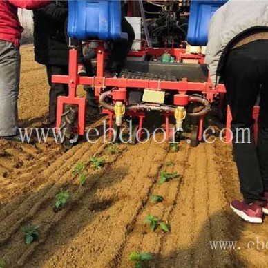 菊花种植机厂家直营-军岩移栽机(在线咨询)-菊花种植机