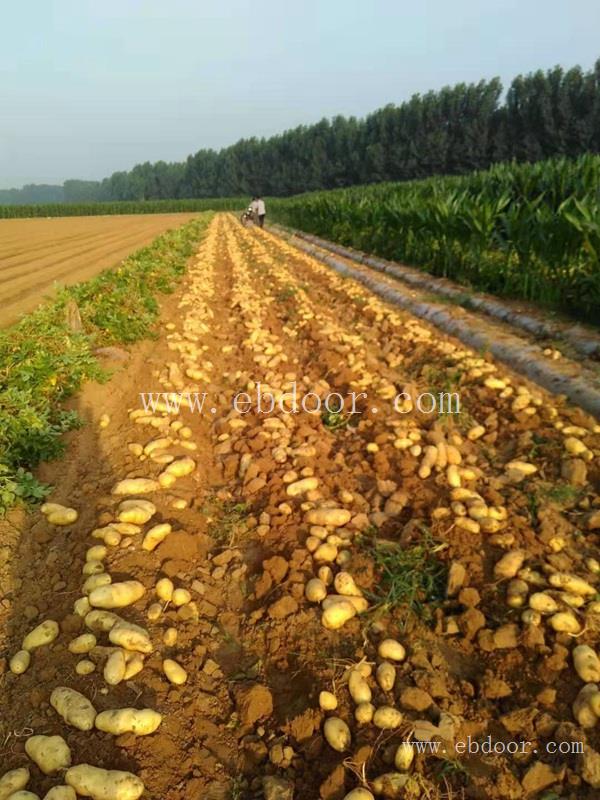 淮北大棚马铃薯种-雪原农业科技种子批发-大棚马铃薯种基地