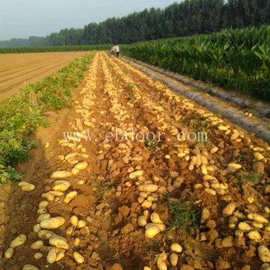 淮北大棚马铃薯种-雪原农业科技种子批发-大棚马铃薯种基地