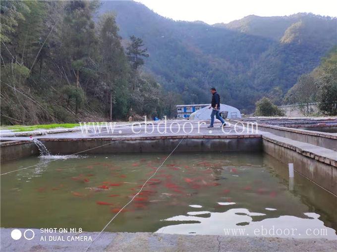 淡水小石斑鱼价格-淡水石斑鱼-鼎鸿特种鱼养殖基地(查看)