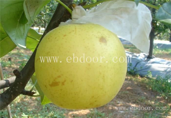 苗木供应(图)-买梨树苗-荆州梨树苗