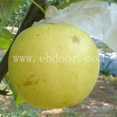 苗木供应(图)-买梨树苗-荆州梨树苗