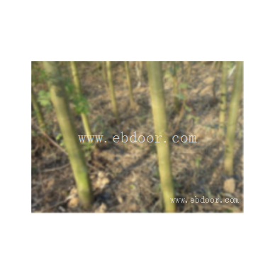 竹柳苗供应-竹柳苗-临沂市峻峰竹柳(查看)