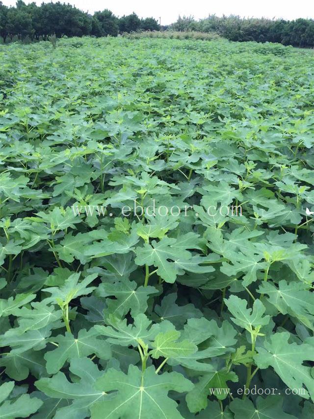 玛斯义陶芬无花果枝条-无花果-小叶无花果苗木批发