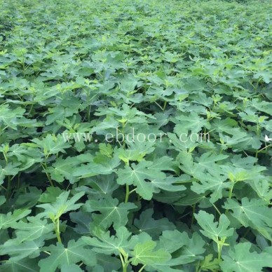 玛斯义陶芬无花果枝条-无花果-小叶无花果苗木批发