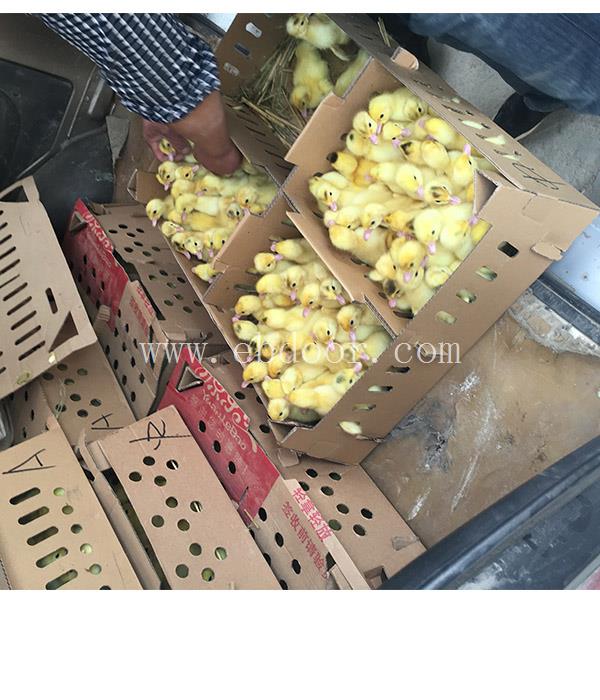 今天鸭苗价格-延边鸭苗-西彦孵化厂番鸭苗(查看)