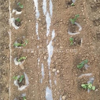 娃娃菜种植机批发-军岩移栽机(在线咨询)-种植机批发