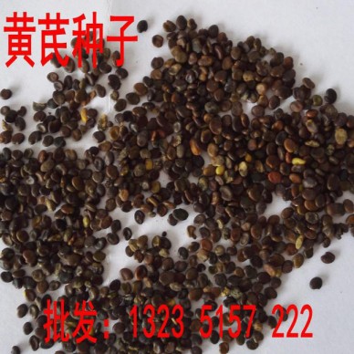 黄芪种子中药材种子中草药种子棉芪 绵芪 绵黄芪棉 黄氏种籽