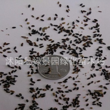 出售正宗药材种子 桔梗种子 中草药种子桔梗种子 包发芽 质量