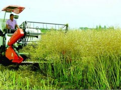 种植与收割：播种庄稼有哪些说法