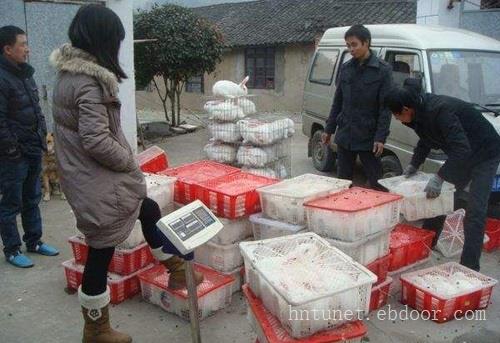 细绒兔养殖活体种苗