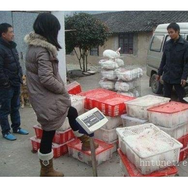 细绒兔养殖活体种苗