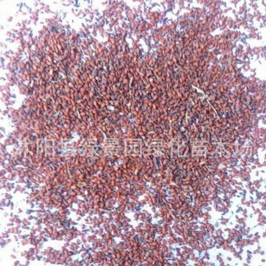 出售党参种子 狮头参 黄党 优质中草药种子 货到付款