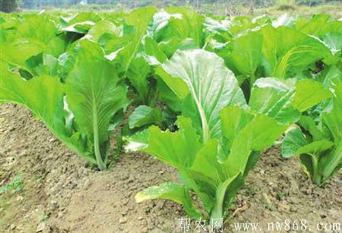 芥菜种植技术及病虫害防治措施